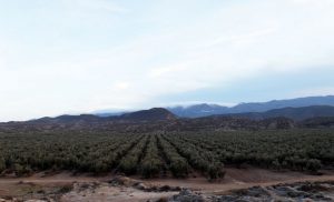 タベルナス砂漠の風景 酸度0.1のエクストラバージンオリーブオイル『カスティージョ・デ・タベルナス0.1』