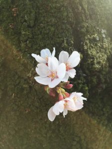 季節の倖せ 桜
