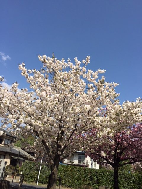 八重桜と春のソラ